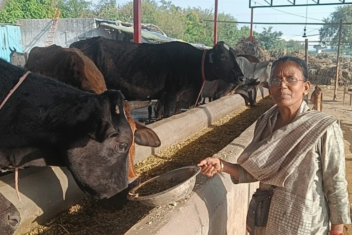 Feeding Cows